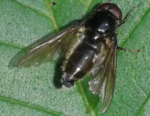 Syrphidae : Cheilosia sp. 2?